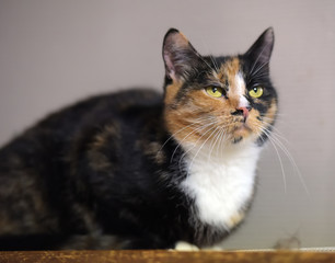 shorthair tricolor cat portrait