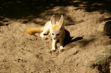 renard des sables