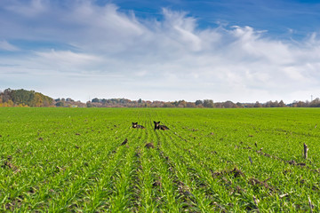 rows of sprung winter wheat on a field under a blue sky with clouds