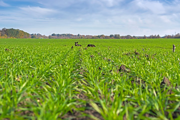 rows of sprung winter wheat on a field under a blue sky with clouds