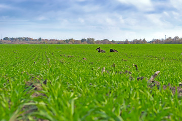 rows of sprung winter wheat on a field under a blue sky with clouds