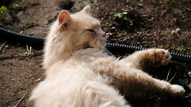 Female hand strokes a biting cat, beige fluffy cat wallows in mud and basks in the sun, slow motion