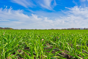 rows of sprung winter wheat on a field under a blue sky with clouds