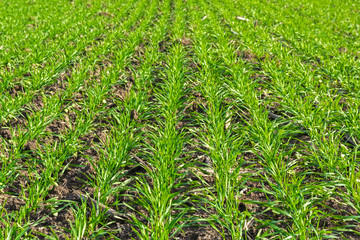 rows of sprung winter wheat on a field under a blue sky with clouds