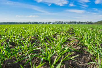 rows of sprung winter wheat on a field under a blue sky with clouds