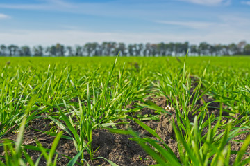 rows of sprung winter wheat on a field under a blue sky with clouds
