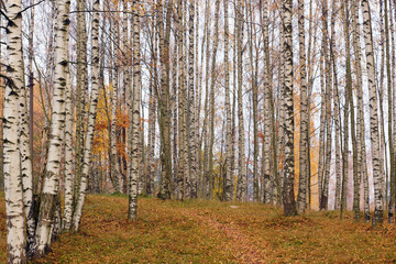 Fototapeta premium Birchwood in the fall, trunks of white and black trees and a path leading through the fallen leaves