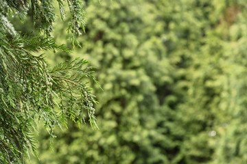Fototapeta premium branch of cedar and blurred green background