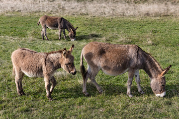 Naklejka na ściany i meble Three donkeys on the pasture