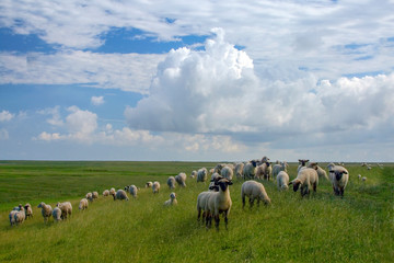 Fototapeta premium Deichschafe