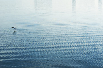 Mew gull flying above water surface.