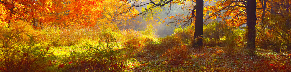 Fototapeta premium trees in yellow foliage in autumn forest 