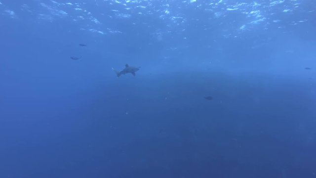 Oceanic Whitetip Shark - Carcharhinus longimanus swim in the blue water, Red Sea, Marsa Alam, Egypt 