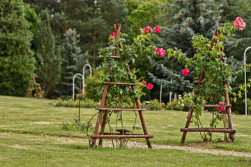 High red rose growing in Wooden stand in the park