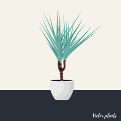 Vector Illustration. Plant in pot. Drocena home plant. Flat style