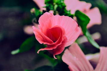 Pink lavatera closeup