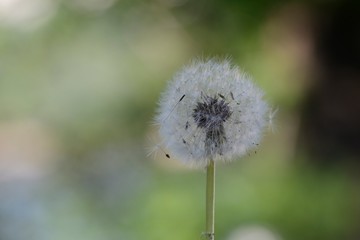Blowball with green background