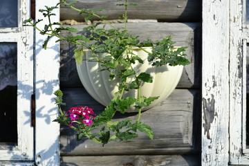 Flowers in an ornamental flowerpot on wooden wall in village