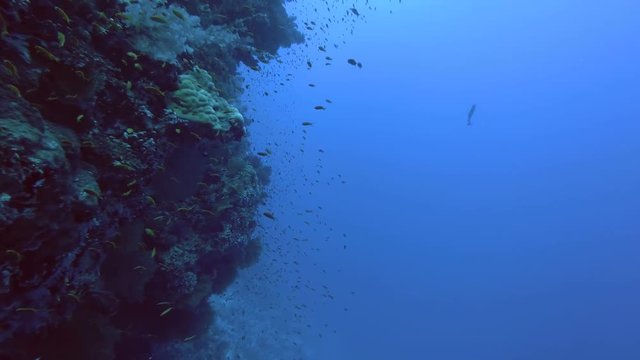 Large school of Anthias swim near beautiful coral reef. Lyretail Anthias&nbsp;or Sea Goldie &nbsp;- Pseudanthias squamipinnis, Red sea, Marsa Alam, Abu Dabab, Egypt