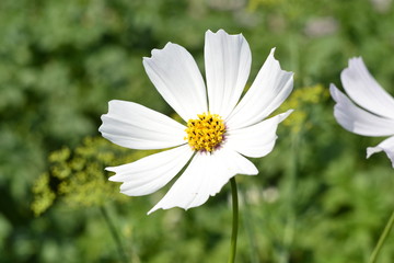 White cosmos flower closup