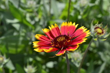 Blanket flower (Gaillardia) closeup