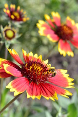 A wasp on blanket flower