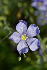 Forget-me-not flower closeup