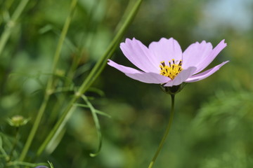 Obraz premium Pink cosmos bipinnatus closeup