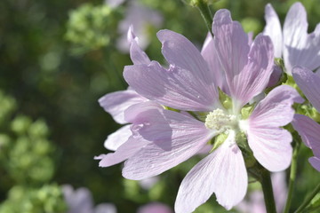 Lavatera thuringiaca flower close-up