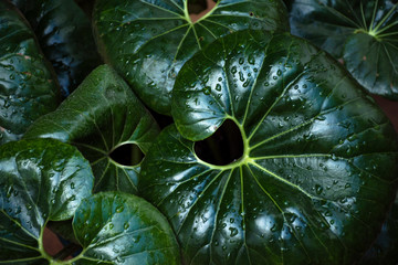 hojas con gotas de agua