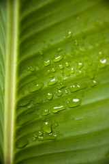 hoja con gotas de agua