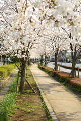 Fototapeta na wymiar Kirschblütenbäume