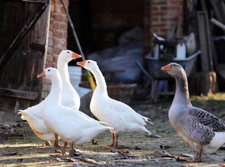 Goose and ducks live peacefully in the poultry farm rural scene