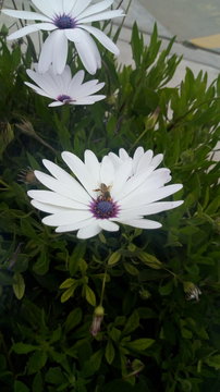 Margarita blanca con abeja