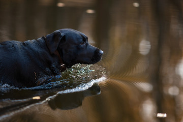 A black Labrador Retriever is swimming in the water