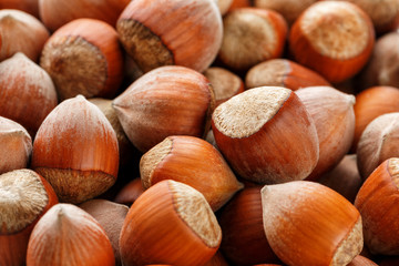 Dried unshelled hazelnuts seeds of Whole nuts as background