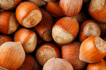 Dried unshelled hazelnuts seeds of Whole nuts as background