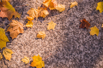 Autumn. Golden autumn. The maple leaves. Leaves of maple.