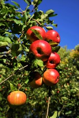 Red organic apples in a apple tree   