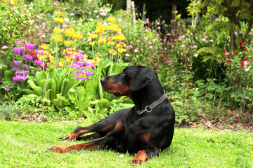 Dobermann laying in front of flower bed