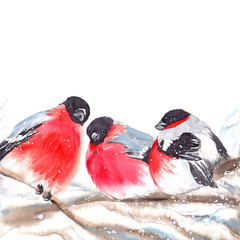 Red bullfinch birds sitting on branches. Watercolor illustration on white background.