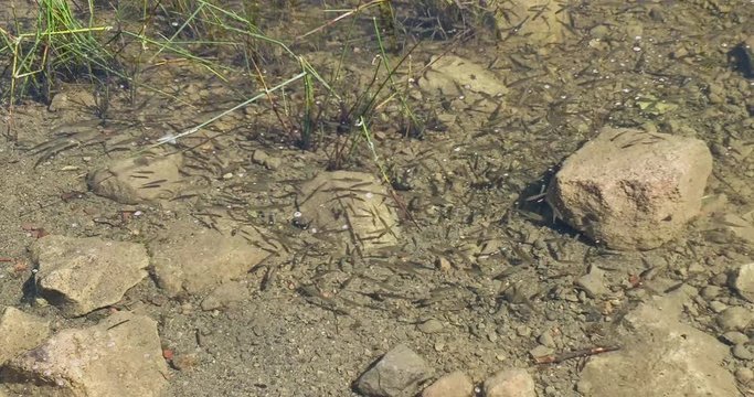 Small newly born trout swimming back and forth in a river.