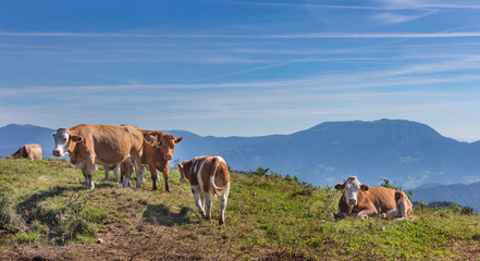 Herd of cows at summer green field and the mountain Golte in background, Slovenia