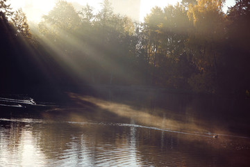 Ducks swim on the lake from which the fog rises. The rays of the morning sun pass through the trees.