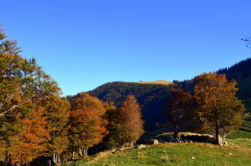 Fototapeta premium Schwarzwaldlandschaft im Herbst