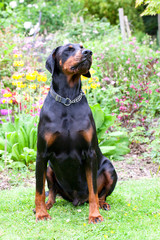 Dobermann sitting outside in a garden with his nose in the air and looking very aloof