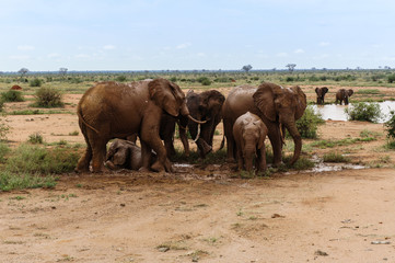 Fototapeta na wymiar Elefantenspiel im Schlamm