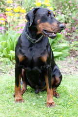 Male Dobermann dog sitting on a lawn, facing hte camera and looking right