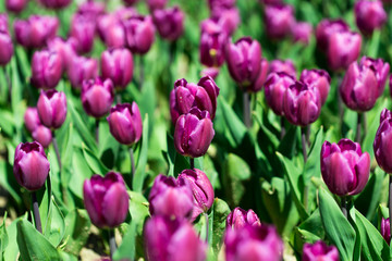 Beautiful tulips in a Dutch landscape. Photographed from different positions