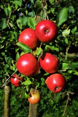 Red organic apples in a apple tree   